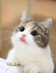 แมวเหมียว